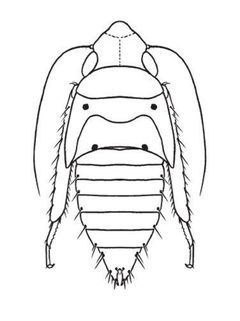Nymph of Neocoelidia tumidifrons by Dmitry A. Dmitrev. Used under a CC BY 3.0 license.