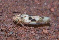 Eratoneura hymettana P1130770b by 
xpda. Used under a CC BY-SA 4.0 license.