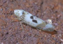 Eratoneura hymettana P1590623a by 
xpda. Used under a CC BY-SA 4.0 license.
