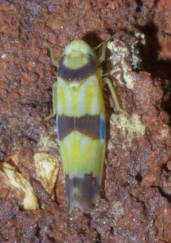 Erythroneura calycula P1400647a by 
xpda. Used under a CC BY-SA 4.0 license.