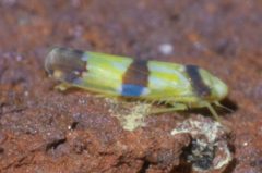 Erythroneura calycula P1400648a by 
xpda. Used under a CC BY-SA 4.0 license.