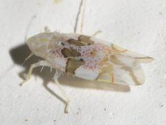 Hymetta trifasciata by Robert Webster. Used under a CC BY-SA 4.0 license.