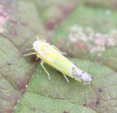 2018 10 02 Ribautiana tenerrima1 by Slimguy. Used under a CC BY 4.0 license.