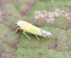 2018 10 02 Ribautiana tenerrima2 by Slimguy. Used under a CC BY 4.0 license.