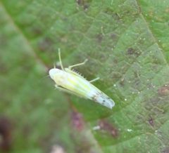 2018 10 02 Ribautiana tenerrima3 by Slimguy. Used under a CC BY 4.0 license.