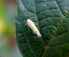 Ribautiana tenerrima. Cicadellidae - Flickr - gailhampshire by gailhampshire from Cradley, Malvern, U.K. Used under a CC BY 2.0 license.