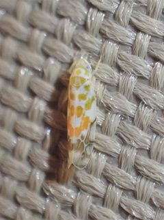 Typhlocyba quercus 139474350 by giantcicada. Used under a CC BY 4.0 license.