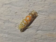 Typhlocyba quercus 139474440 by giantcicada. Used under a CC BY 4.0 license.