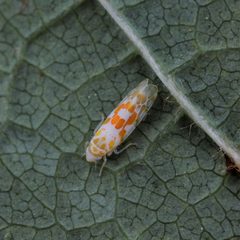 Typhlocyba quercus 223987788 by ilkkat. Used under a CC BY-SA 4.0 license.