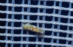 Typhlocyba quercus 60957275 by Enrico Tomschke. Used under a CC BY 4.0 license.