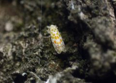 Typhlocyba quercus 83239668 by Roman. Used under a CC BY 4.0 license.