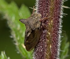 Centrotus cornutus01 by wikipedia. Used under a CC BY-SA 3.0 license.