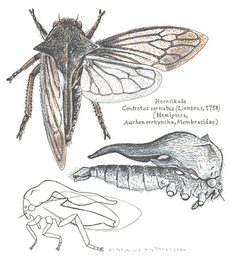 Membracidae-Centrotus-cornutus by Membracidae-Centrotus-cornutus.jpg: Halvard
derivative work: B kimmel (talk). Used under a CC BY-SA 3.0 license.