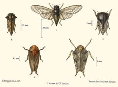 Cicadetta montana08 by R. Morgan. Used under a Public domain license.