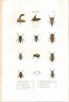 Amyot C.J.B.1843 Histoire naturelle des insectes. Hemipteres. Planche X by Amyot et Audinet Serville, numérisation Broken Rusk. Used under a Public domain license.