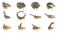 Membracidae collection by Bcags2.jpg: Edwin Wilson Cambridge
Bcaplte.jpg: Edwin Wilson Cambridge
derivative work: B kimmel (talk). Used under a Public domain license.