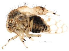 Parantonae hispida by CBG Photography Group, Centre for Biodiversity Genomics. Used under a CC BY 3.0 license.