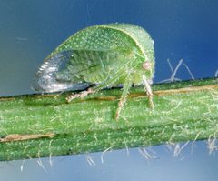 Spissistilus festinus by Clemson University - USDA Cooperative Extension Slide Series, Bugwood.org. Used under a CC BY 3.0 license.