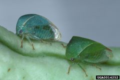 Spissistilus festinus two individuals by Gerald J. Lenhard, Louisiana State University, Bugwood.org. Used under a CC BY 3.0 license.