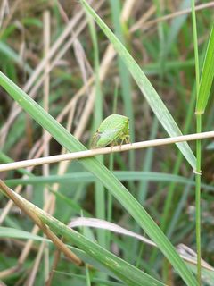 Stictocephala bisonia 20050729 544 part by Georg Slickers. Used under a CC BY-SA 4.0 license.