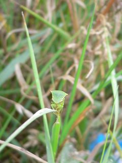 Stictocephala bisonia 20050729 546 part by Georg Slickers. Used under a CC BY-SA 4.0 license.