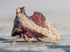 Entylia carinata 84547626 by Zygy. Used under a CC0 license.