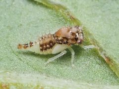 Entylia carinata 93656930 by Zygy. Used under a CC0 license.
