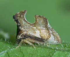 Entylia carinata P1650376b by 
xpda. Used under a CC BY-SA 4.0 license.