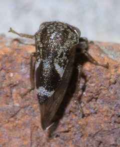Ophiderma salamandra P1390370a by 
xpda. Used under a CC BY-SA 4.0 license.