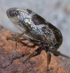 Ophiderma salamandra P1390371a by 
xpda. Used under a CC BY-SA 4.0 license.