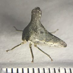 Glossonotus acuminatus 137869998 by Michael Pirrello. Used under a CC BY 4.0 license.