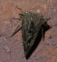 Heliria scalaris P1420238a by 
xpda. Used under a CC BY-SA 4.0 license.