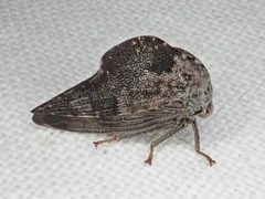 Telamona reclivata by Jon Hoekstra. Used under a CC BY 4.0 license.