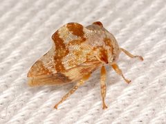 Telamonanthe pulchella by Laura Gaudette. Used under a CC BY 4.0 license.