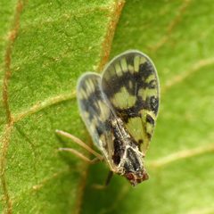 Another cixiid hopper - Flickr - treegrow by Katja Schulz from Washington, D. C., USA. Used under a CC BY 2.0 license.