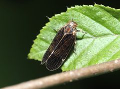 Pentastiridius cinnamomeus by Jeff Clark. Used under a CC BY 4.0 license.