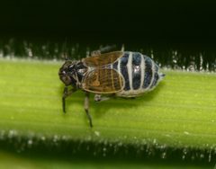 Javesella.discolor1 by Sandy Rae. Used under a CC BY-SA 3.0 license.
