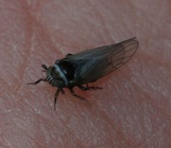 Javesella pellucida - Flickr - S. Rae by S. Rae from Scotland, UK. Used under a CC BY 2.0 license.