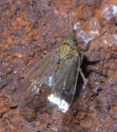 Javesella pellucida P1560189a by 
xpda. Used under a CC BY-SA 4.0 license.