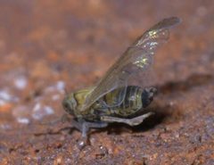 Javesella pellucida P1560191a by 
xpda. Used under a CC BY-SA 4.0 license.