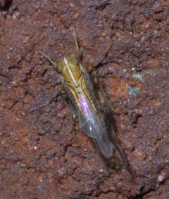Liburniella ornata P1460004a by
xpda. Used under a CC BY-SA 4.0 license.