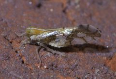 Liburniella ornata P1460045a by
xpda. Used under a CC BY-SA 4.0 license.
