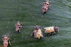 Megamelus scutellaris biocontrol by Philip Tipping, ARS. Used under a Public domain license.