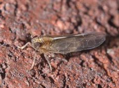 Muellerianella laminalis - inat 84723636 by {{{name}}}. Used under a CC BY-SA 4.0 license.