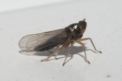 Pissonotus piceus - inat 150518656 by {{{name}}}. Used under a CC BY-SA 4.0 license.