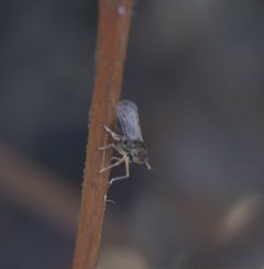 Pissonotus piceus P1550139a by 
xpda. Used under a CC BY-SA 4.0 license.