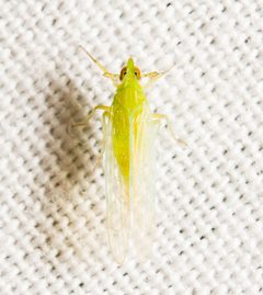 Saccharosydne saccharivora 161450205 by Justin Williams. Used under a CC BY 4.0 license.