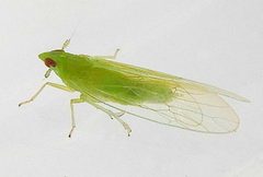 Saccharosydne saccharivora 335087706 by jimeckert49. Used under a CC BY 4.0 license.