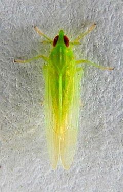 Saccharosydne saccharivora 335087707 by jimeckert49. Used under a CC BY 4.0 license.