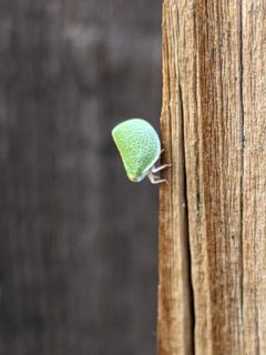 Acanalonia similis by Benjamin Burgunder. Used under a CC BY 4.0 license.